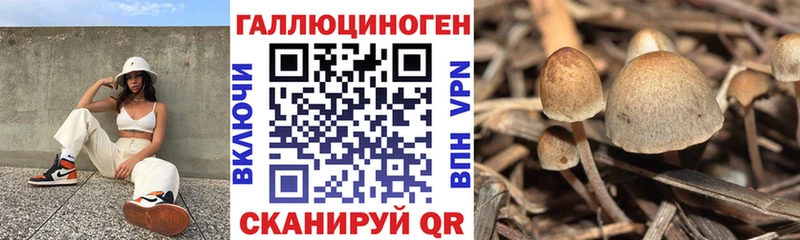 дарнет шоп  Бавлы  Галлюциногенные грибы Cubensis 